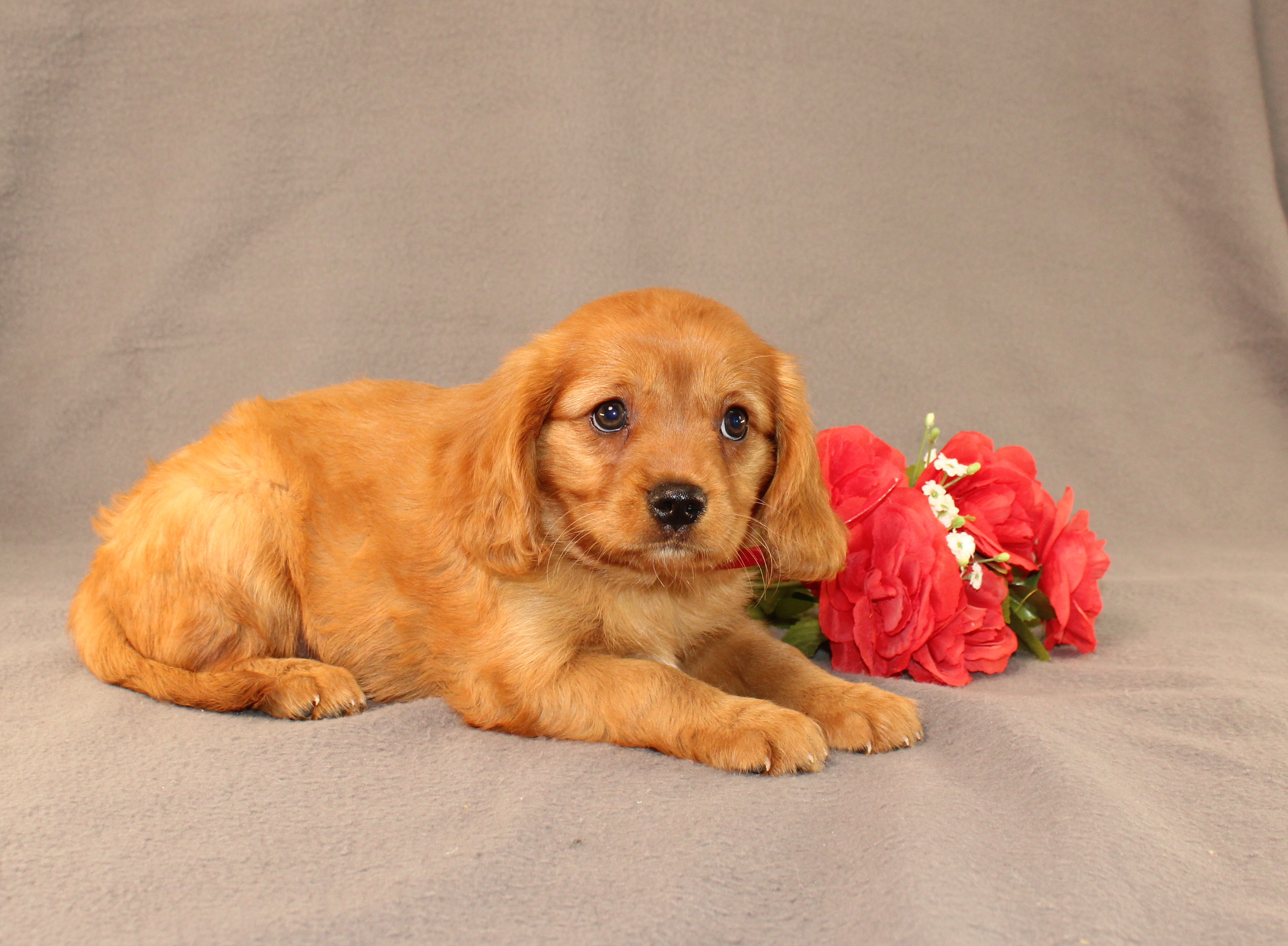 puppy, for, sale, Miniature Golden Retriever, Ivan J. Stoltzfus, dog, breeder, Dornsife, PA, dog-breeder, puppy-for-sale, forsale, nearby, find, puppyfind, locator, puppylocator, aca